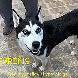 Photo of SPRING