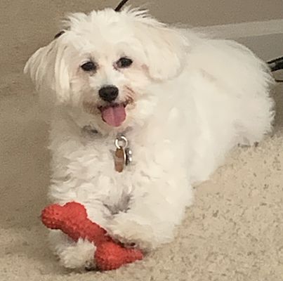 Beaufort, SC - American Eskimo Dog/Poodle (Miniature). Meet Lady a Pet