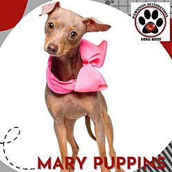 Thumbnail photo of MARY PUPPINS ❤️ #1