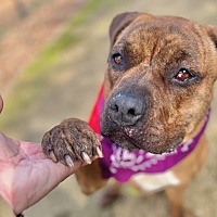 adopt a pet
