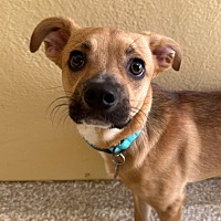 adopt a pet