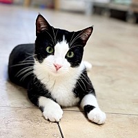 adopt a pet