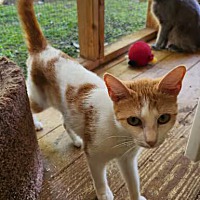 adopt-pet