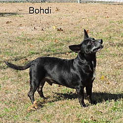 Thumbnail photo of Bohdi #3