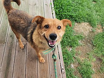 full body dog harness petsmart