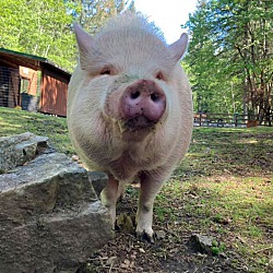 Thumbnail photo of Jethro #2