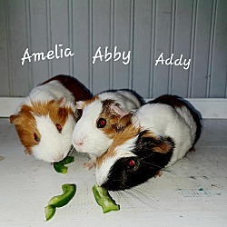 Thumbnail photo of Amelia Abby Addy #1