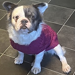 Thumbnail photo of Swaby Pinky FLUFFY FRENCHIE IN FOSTER & GREAT WITH KIDS! #3