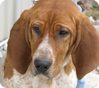 red tick bloodhound