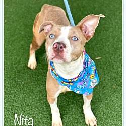 Thumbnail photo of NITA #3