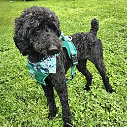 Photo of POLO   STANDARD POODLE