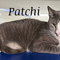 Thumbnail photo of Patchi #2