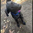 Adopt A Pet :: Cash - Portland, OR