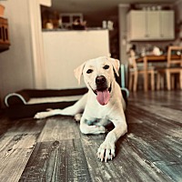 adopt a pet