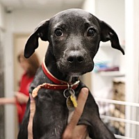 adopt a pet