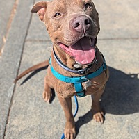 adopt a pet