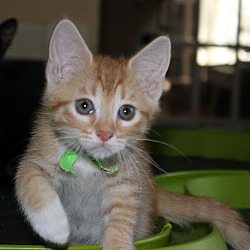 Thumbnail photo of Lannister (green collar) #1