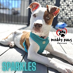 Thumbnail photo of Sparkles (Survivors Litter) #2