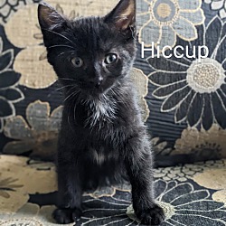 Photo of Hiccup