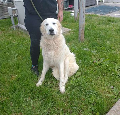 Middletown, NY - Great Pyrenees/Golden Retriever. Meet Unity a Pet for ...