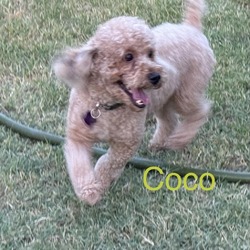 Photo of Coco