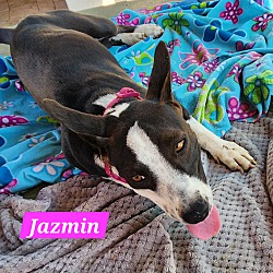 Thumbnail photo of Jazmin #3