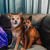 adopt a pet