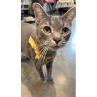 adopt-pet