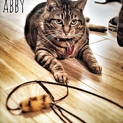 Thumbnail photo of Abby #2