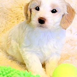 Thumbnail photo of FRISCO(OUR "GOLDENDOODLE" PUP! #2