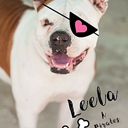 Thumbnail photo of Leela #1
