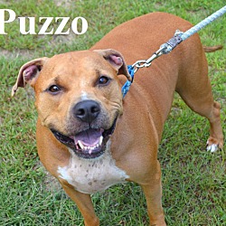 Photo of Puzzo