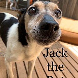 Photo of Jack the Rat~