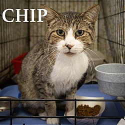 Photo of Chip (FCID# 11/06/23-21 Christiana PS) C,SN food
