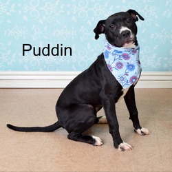 Thumbnail photo of Puddin #1