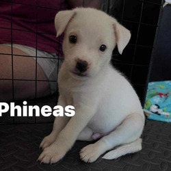 Thumbnail photo of Phineas BW #4