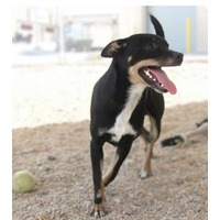 adopt-pet