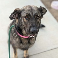 adopt a pet