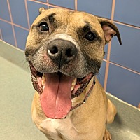 adopt a pet