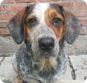 aussie basset mix
