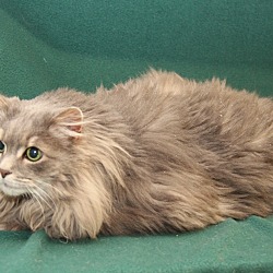 Thumbnail photo of Fluffy (Declawed & Spayed) #4