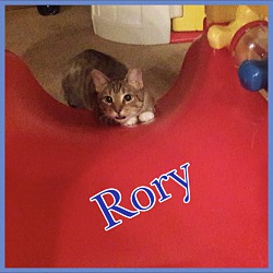 Thumbnail photo of Rory #2