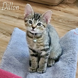 Photo of Dillon