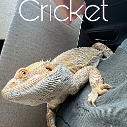 Photo of Cricket