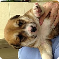 Milwaukee Wi Golden Retriever Meet Edith A Pet For Adoption
