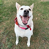 adopt-pet
