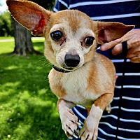 adopt a pet