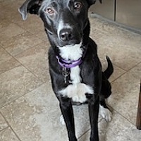 adopt-pet