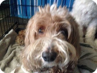Orlando Fl Cockapoo Meet Skipy A Pet For Adoption