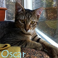 Thumbnail photo of Oscar - Cutie! #1